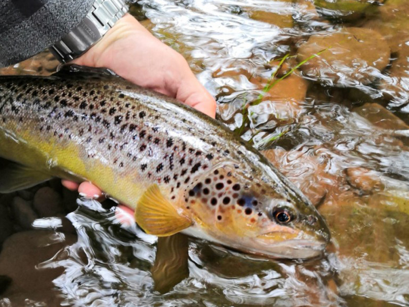 Lower Stanton trout - CT from Cardiff